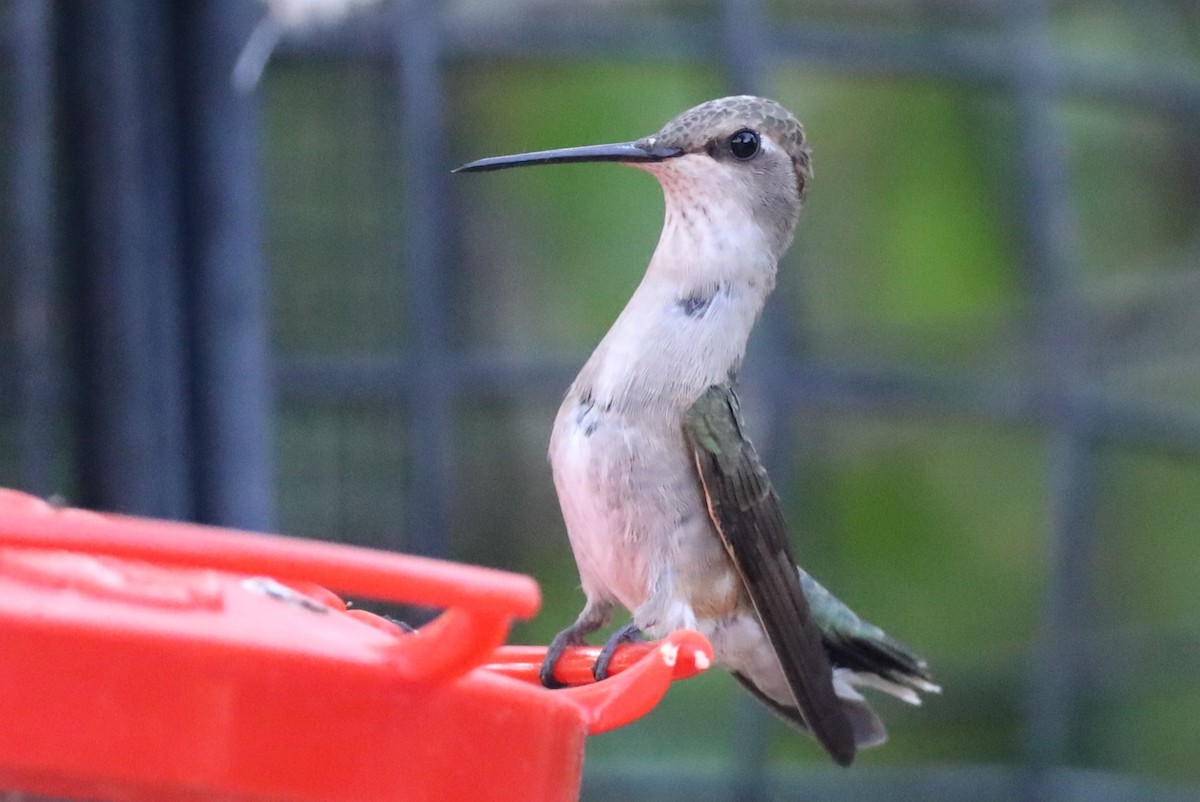 Black-chinned Hummingbird - ML620653556