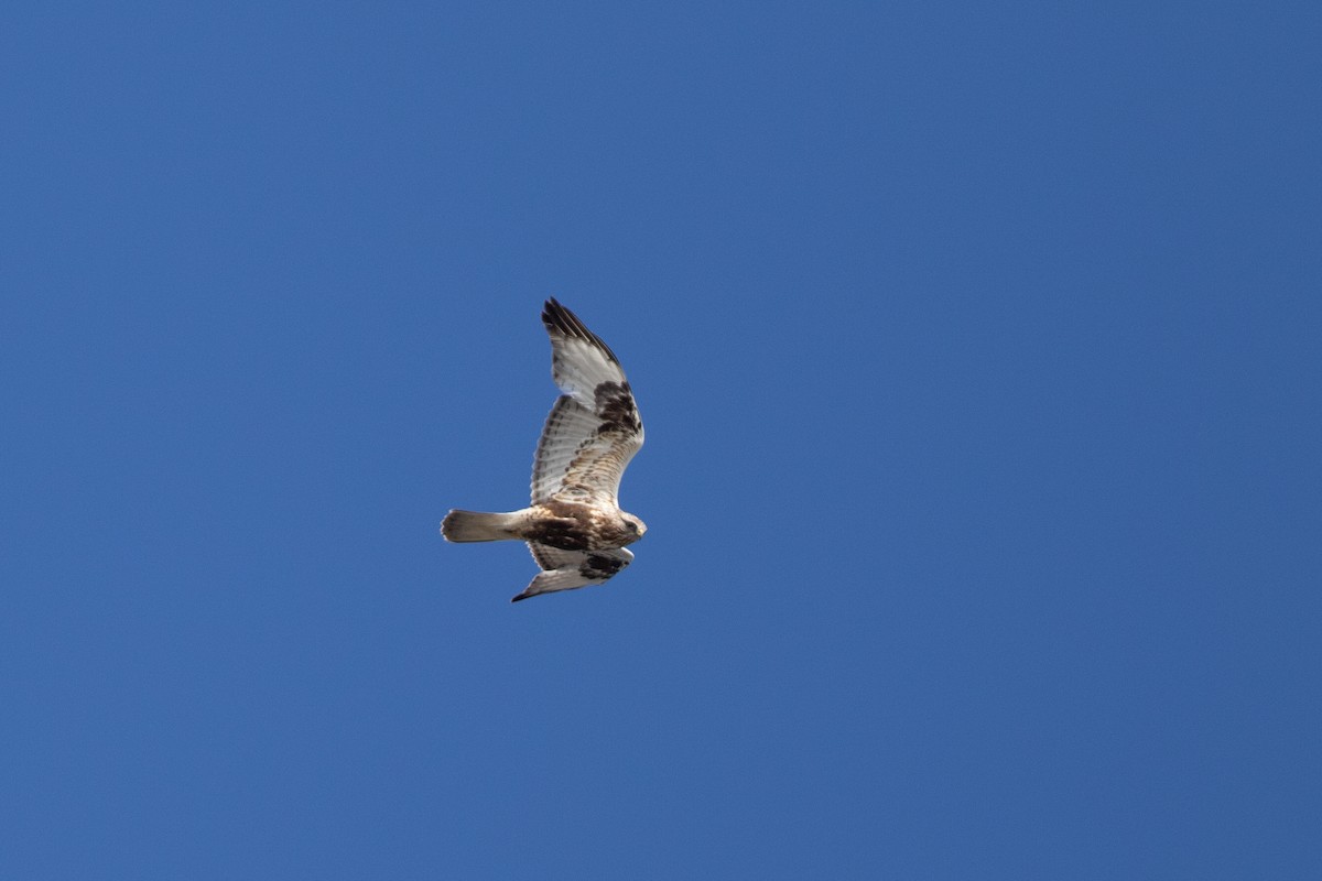 Rough-legged Hawk - ML620653558