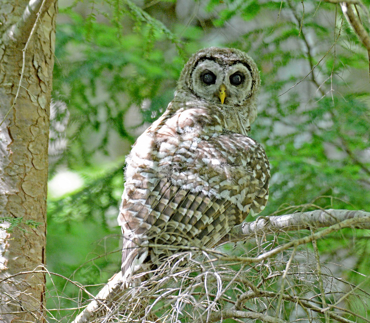 Barred Owl - ML620653560