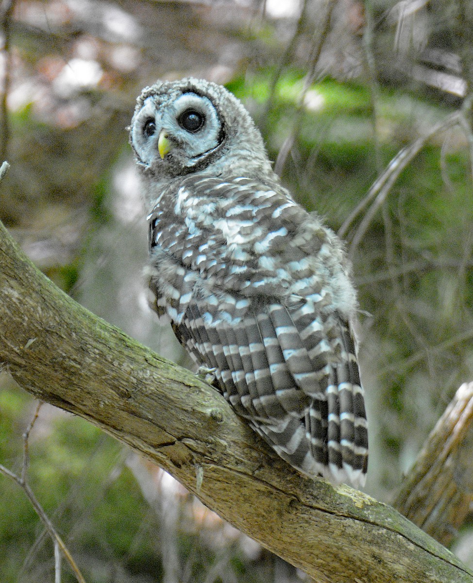 Barred Owl - ML620653561