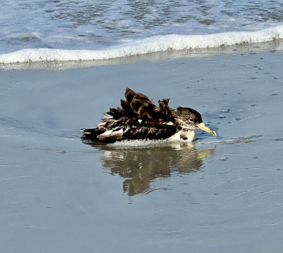 Cory's Shearwater - ML620653564