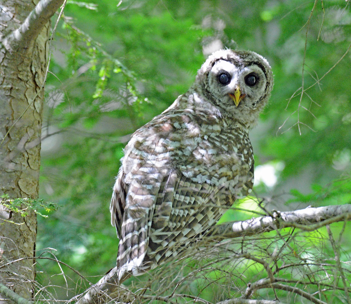 Barred Owl - ML620653568