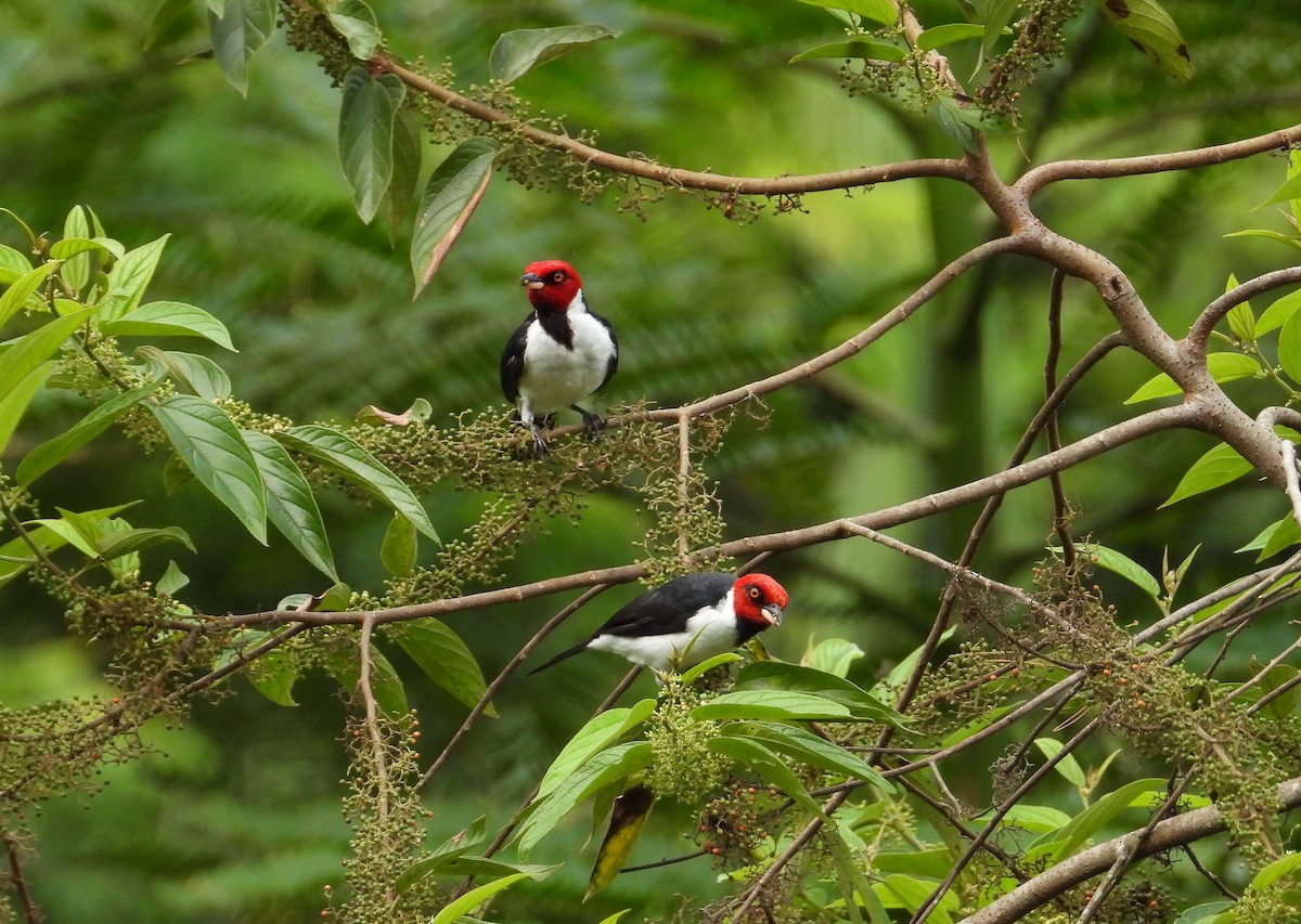 Red-capped Cardinal - ML620653575