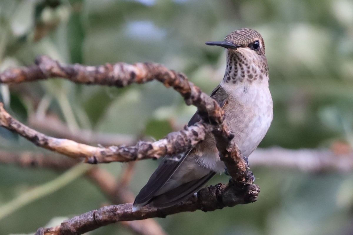 Black-chinned Hummingbird - ML620653576