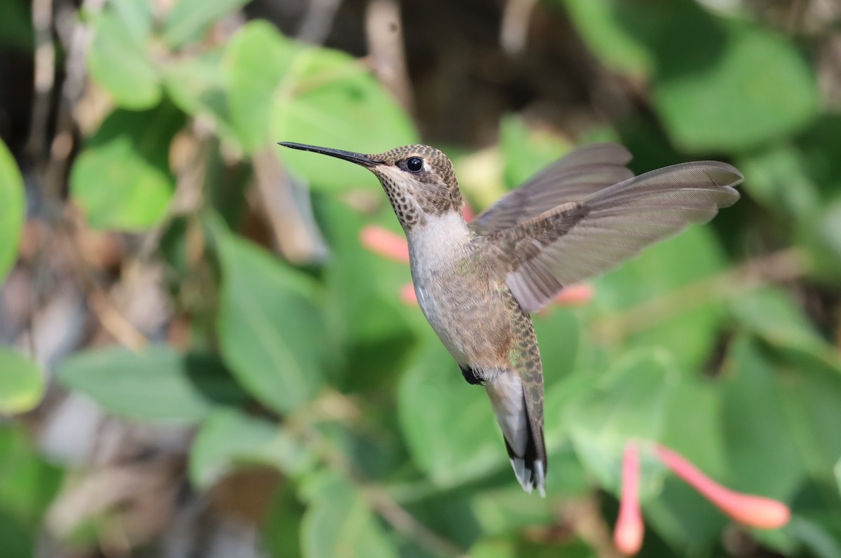 Black-chinned Hummingbird - Lillian Derwelis