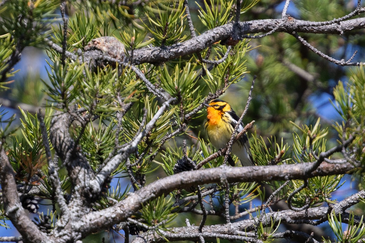 Blackburnian Warbler - ML620653584