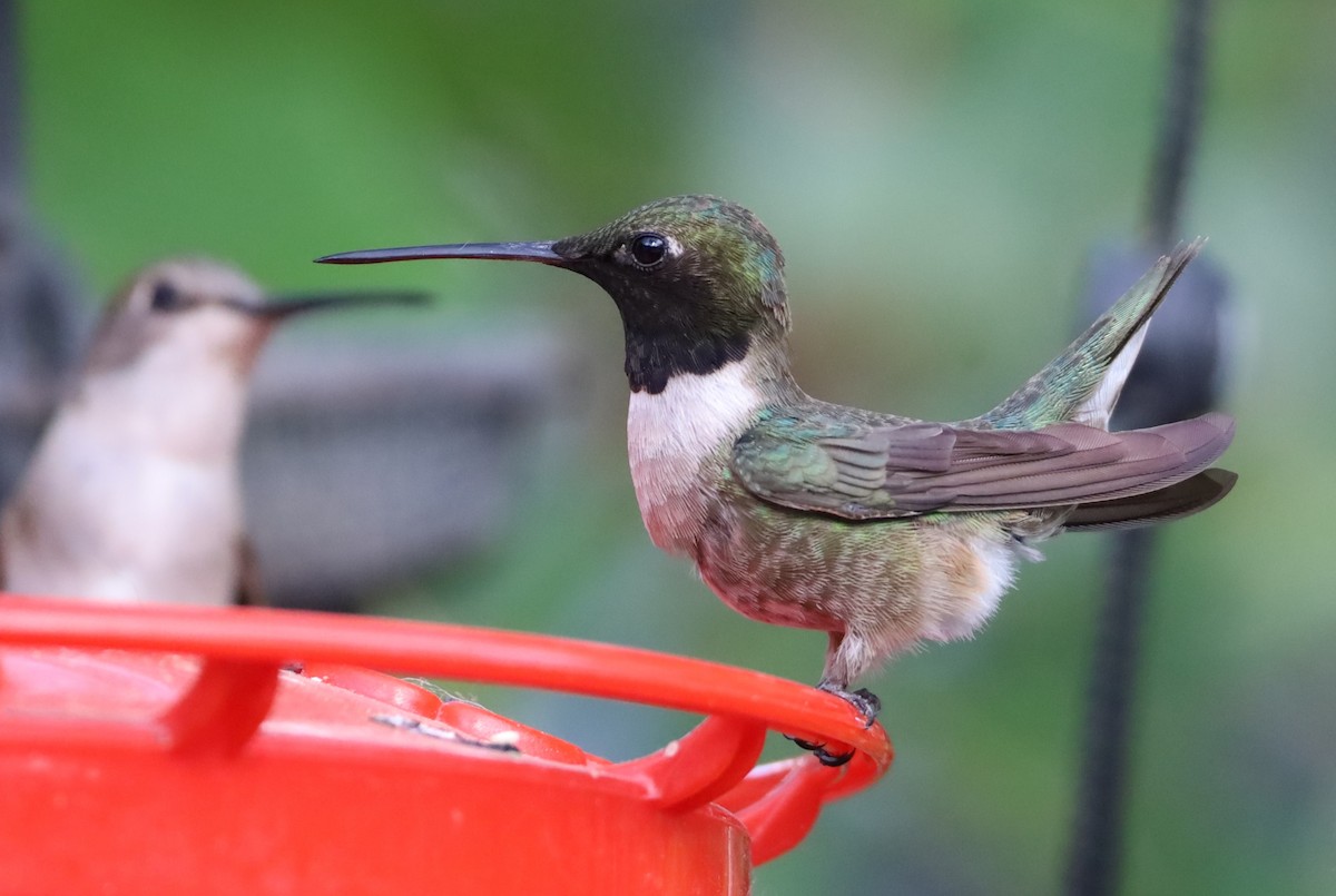 Black-chinned Hummingbird - ML620653585