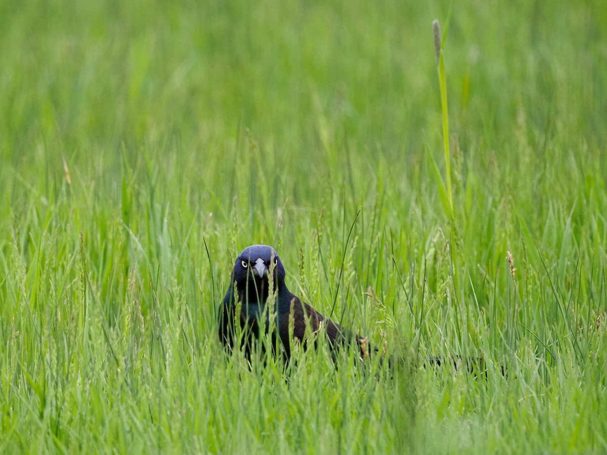 Common Grackle - ML620653586