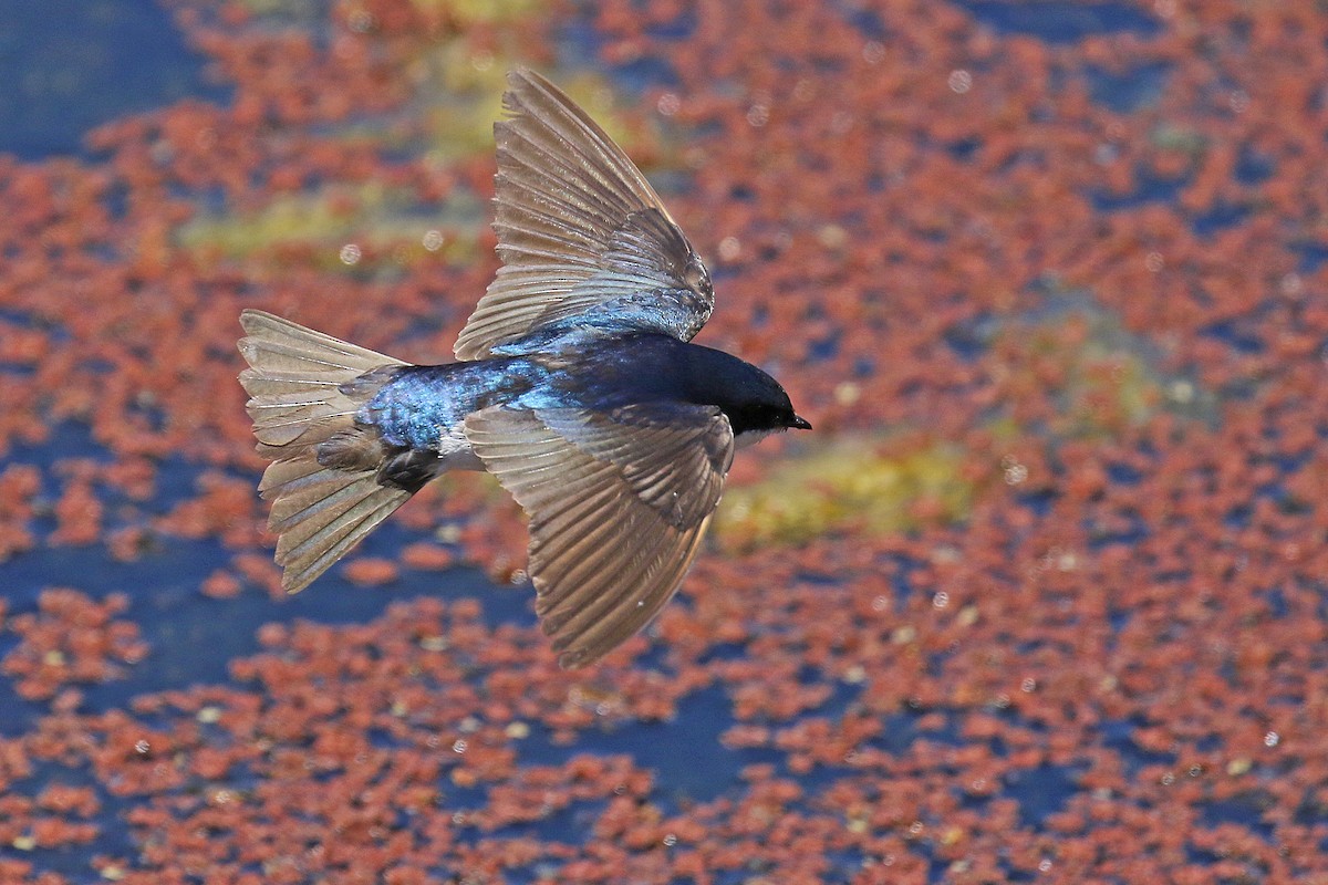 Tree Swallow - ML620653588