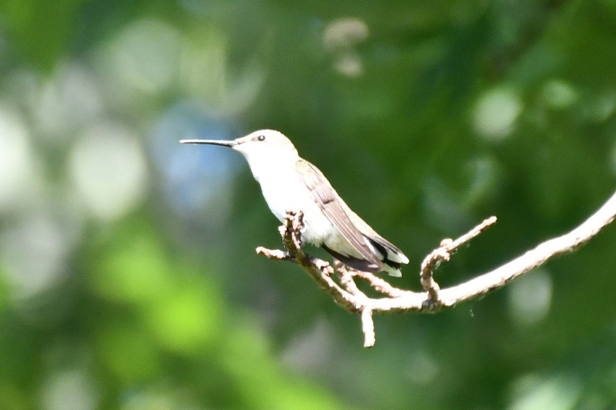 Colibri à gorge noire - ML620653589