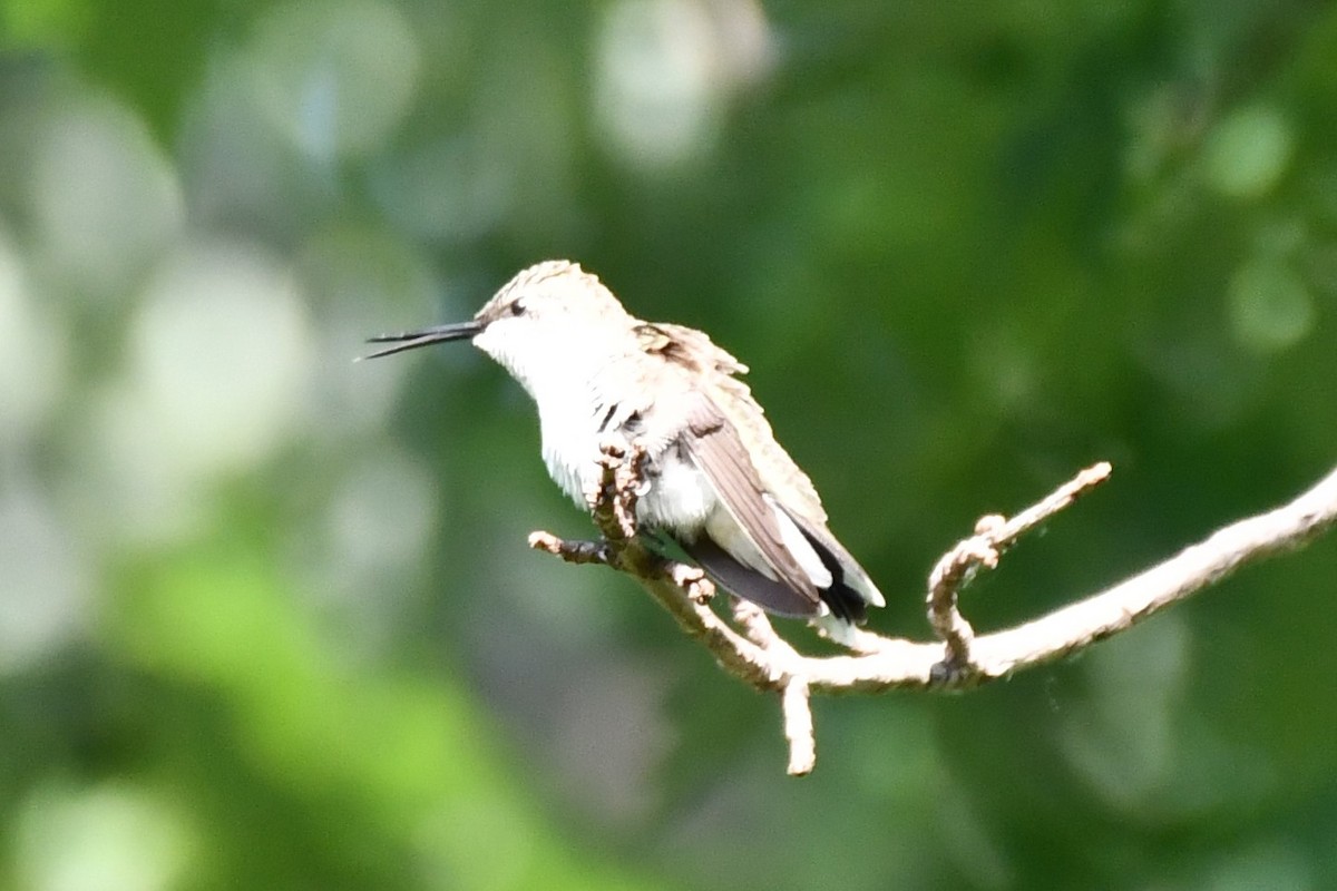 Colibri à gorge noire - ML620653592