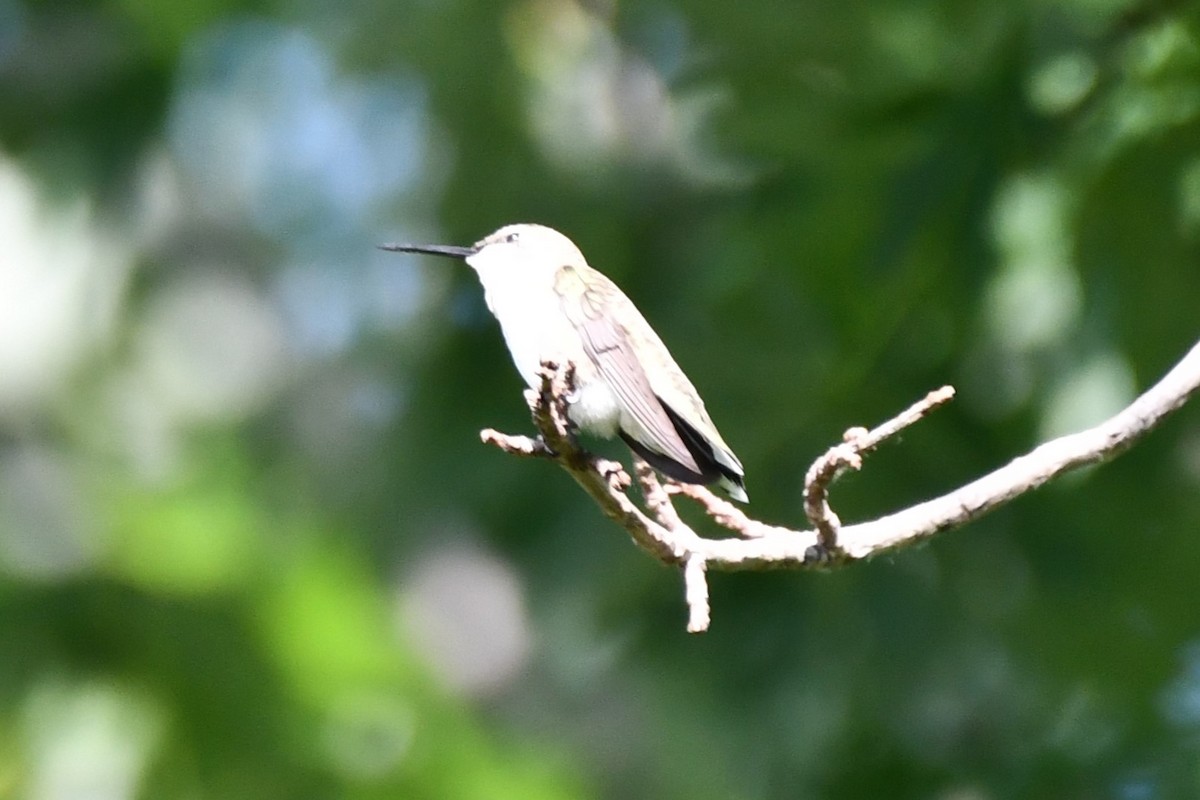 Colibri à gorge noire - ML620653593