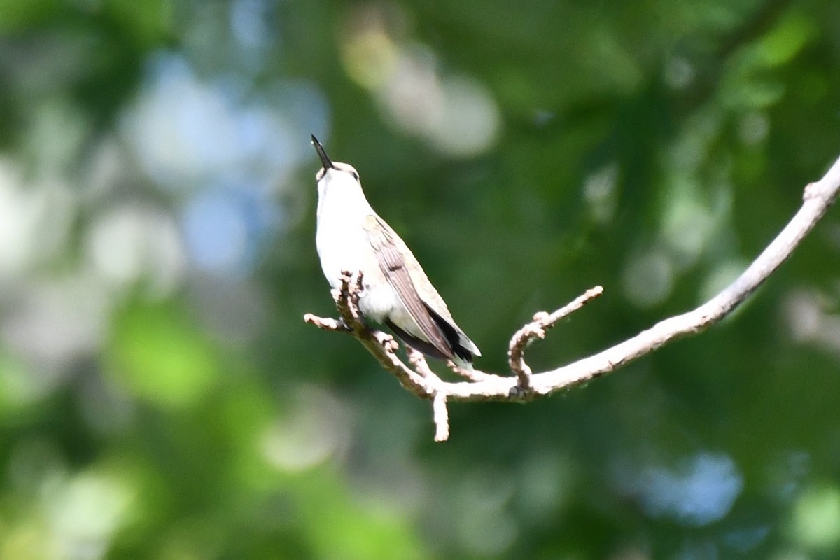 Black-chinned Hummingbird - ML620653594