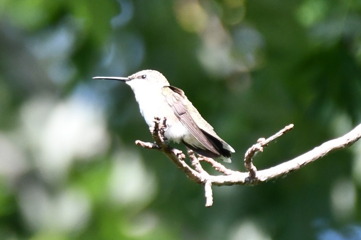 Black-chinned Hummingbird - ML620653595