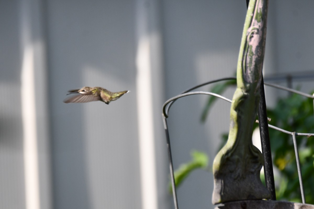 Black-chinned Hummingbird - ML620653596