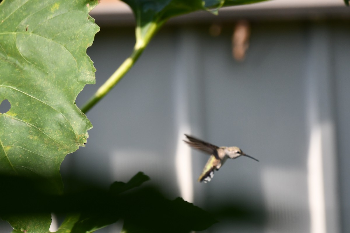 Black-chinned Hummingbird - ML620653597