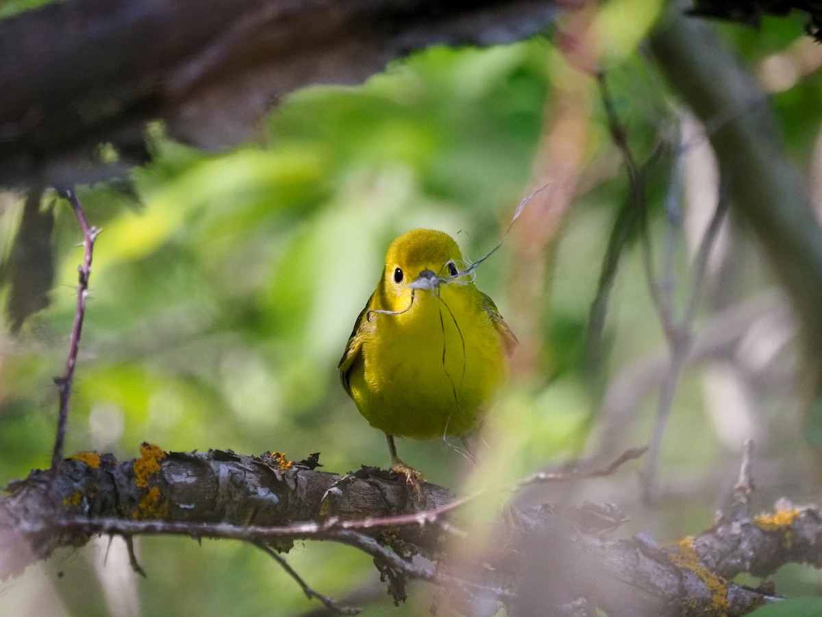 Yellow Warbler - ML620653606