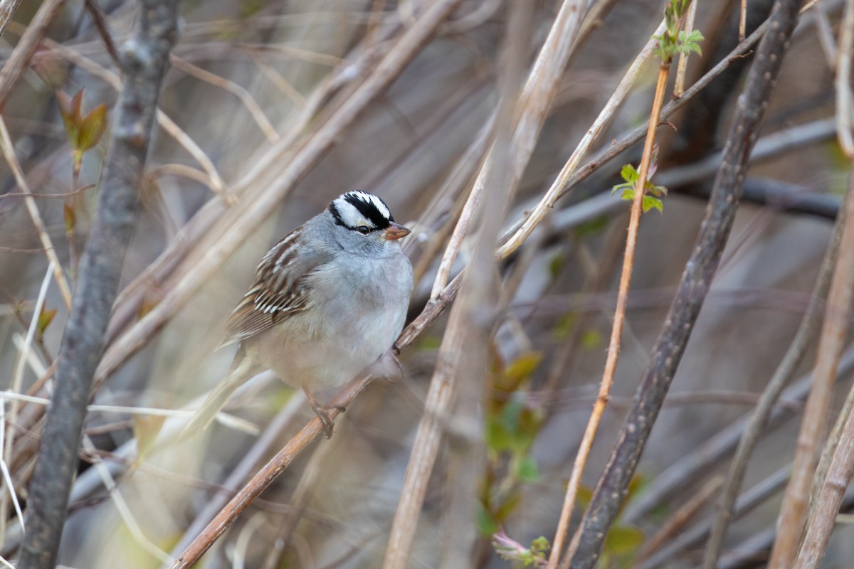 ミヤマシトド（leucophrys） - ML620653607