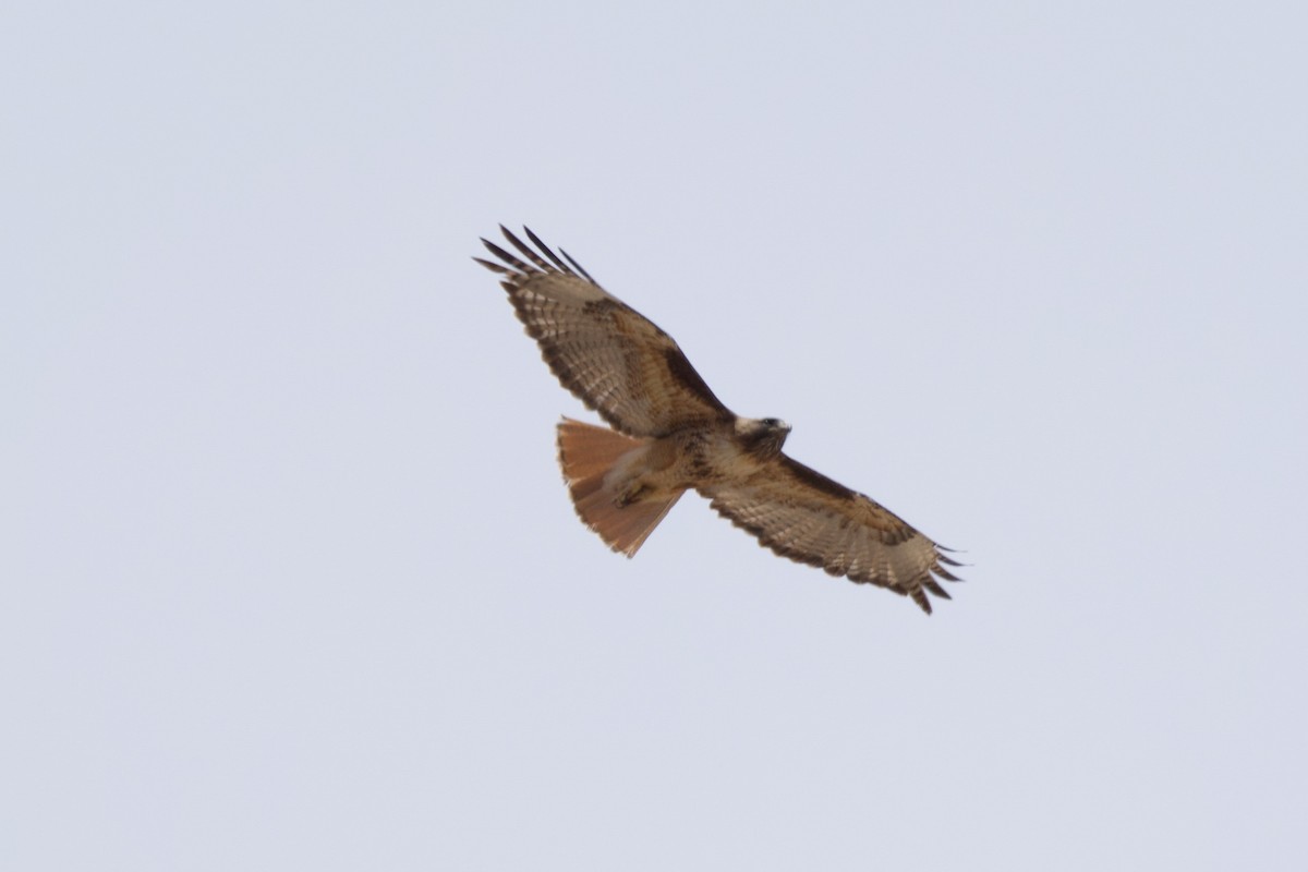 Red-tailed Hawk - ML620653616