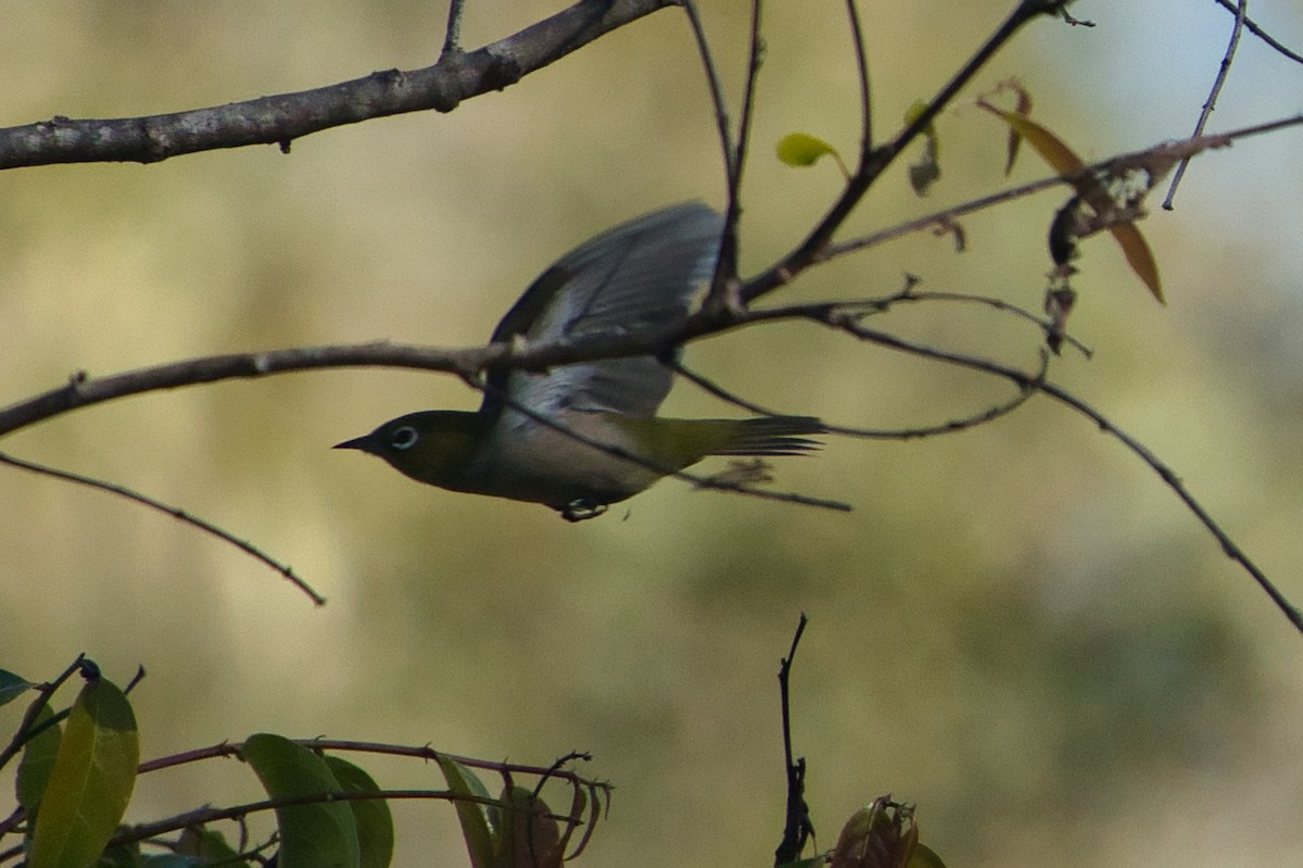 Silvereye - ML620653617