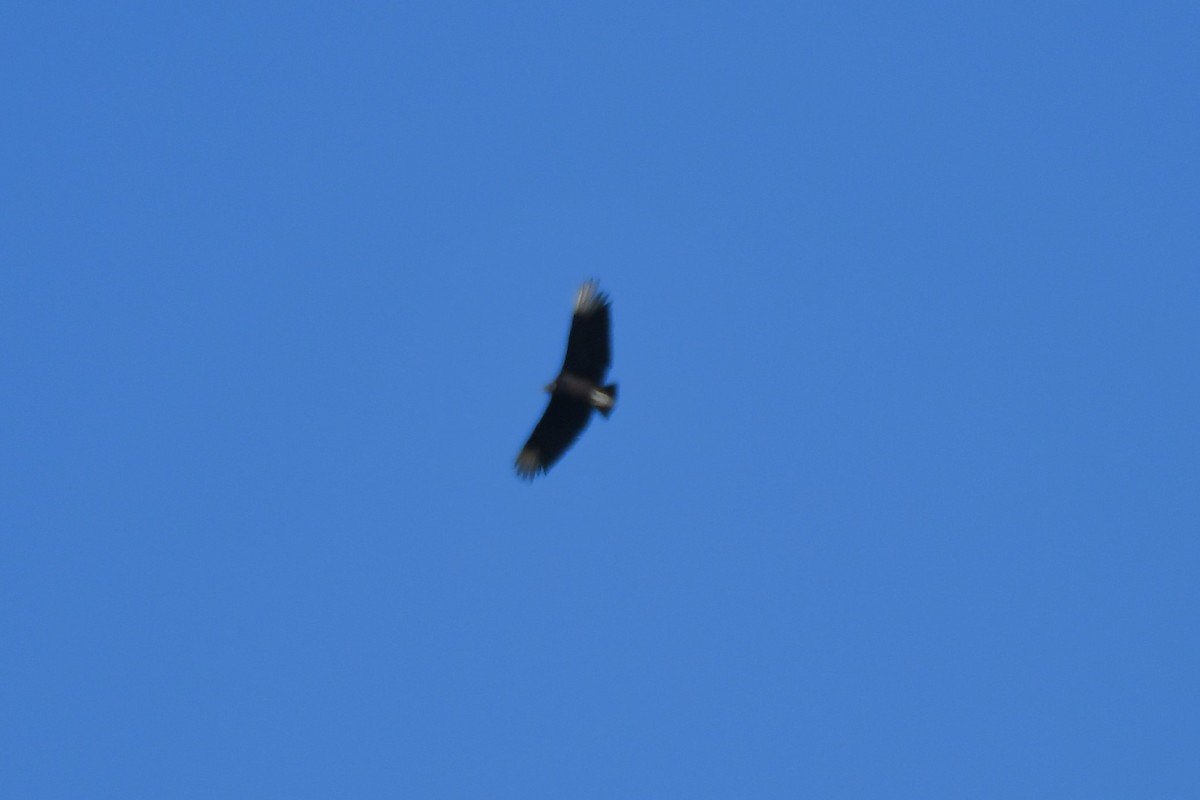 Black Vulture - ML620653619