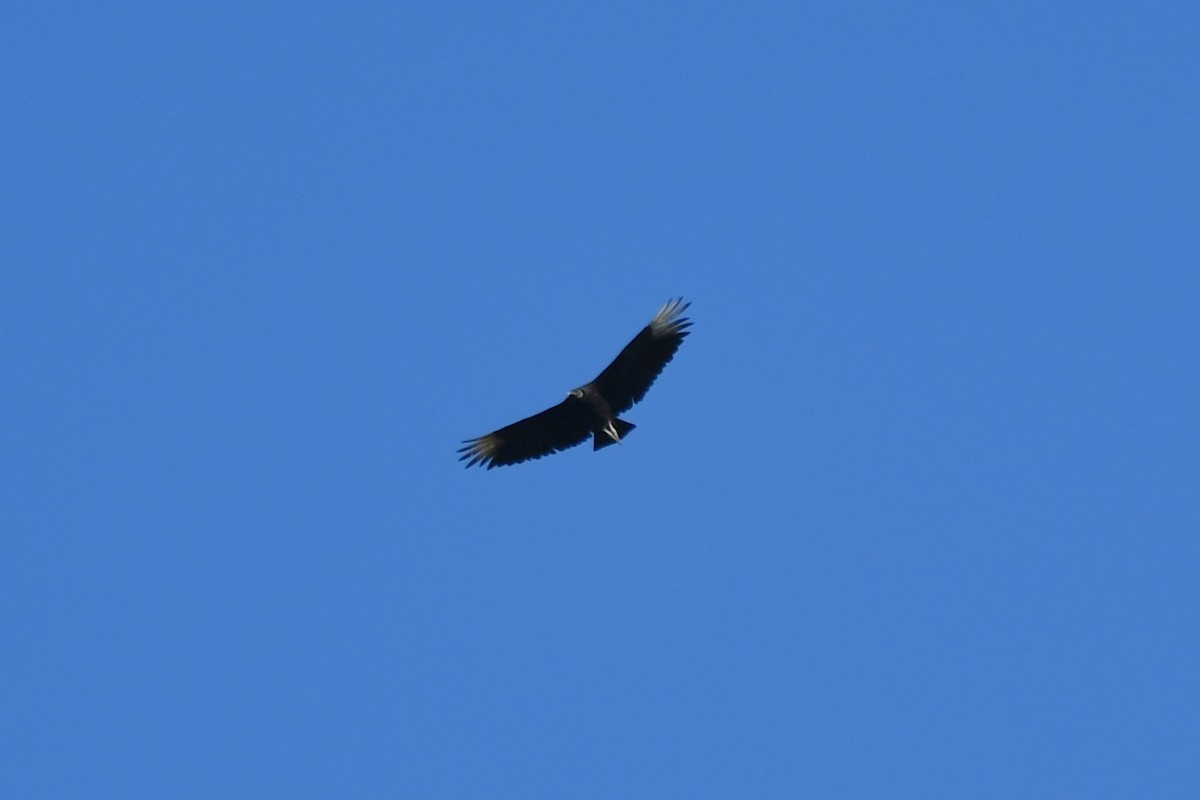 Black Vulture - ML620653620