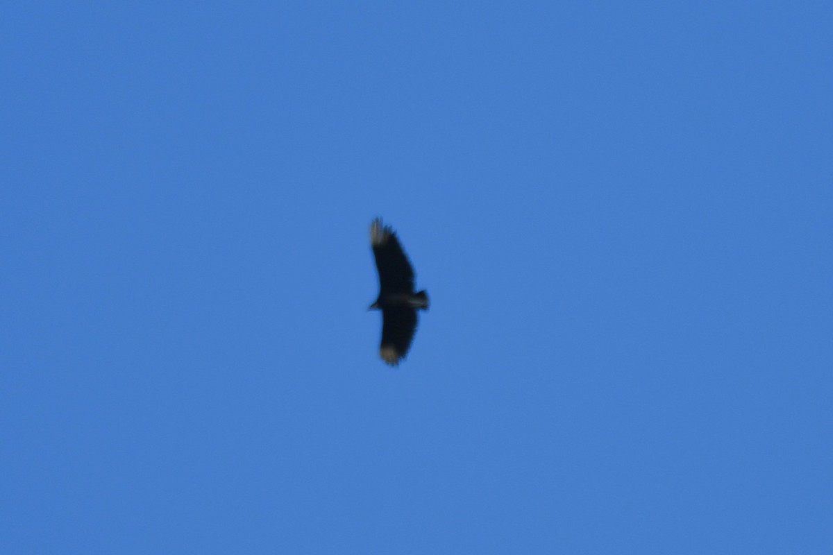 Black Vulture - ML620653621