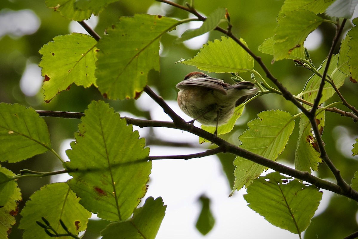 Bay-breasted Warbler - ML620653630