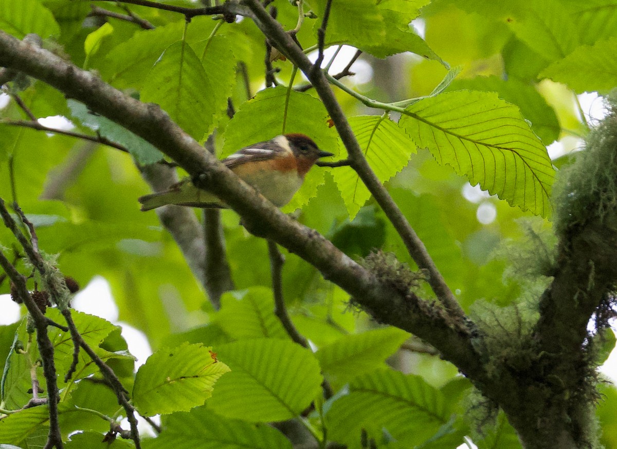Bay-breasted Warbler - ML620653631