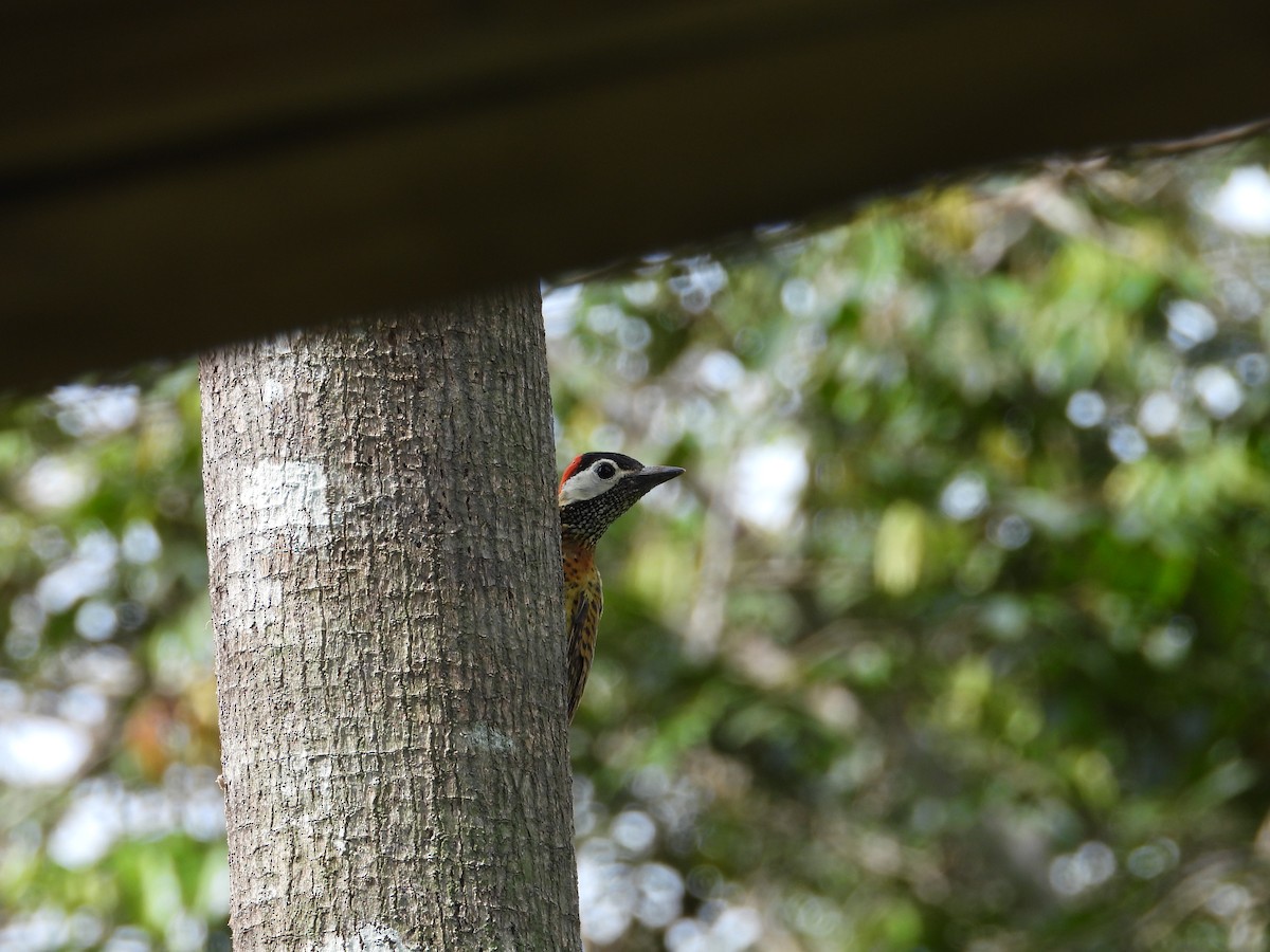 Spot-breasted Woodpecker - ML620653633