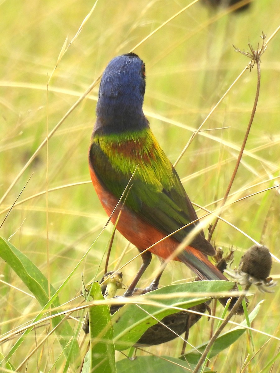 Painted Bunting - ML620653634