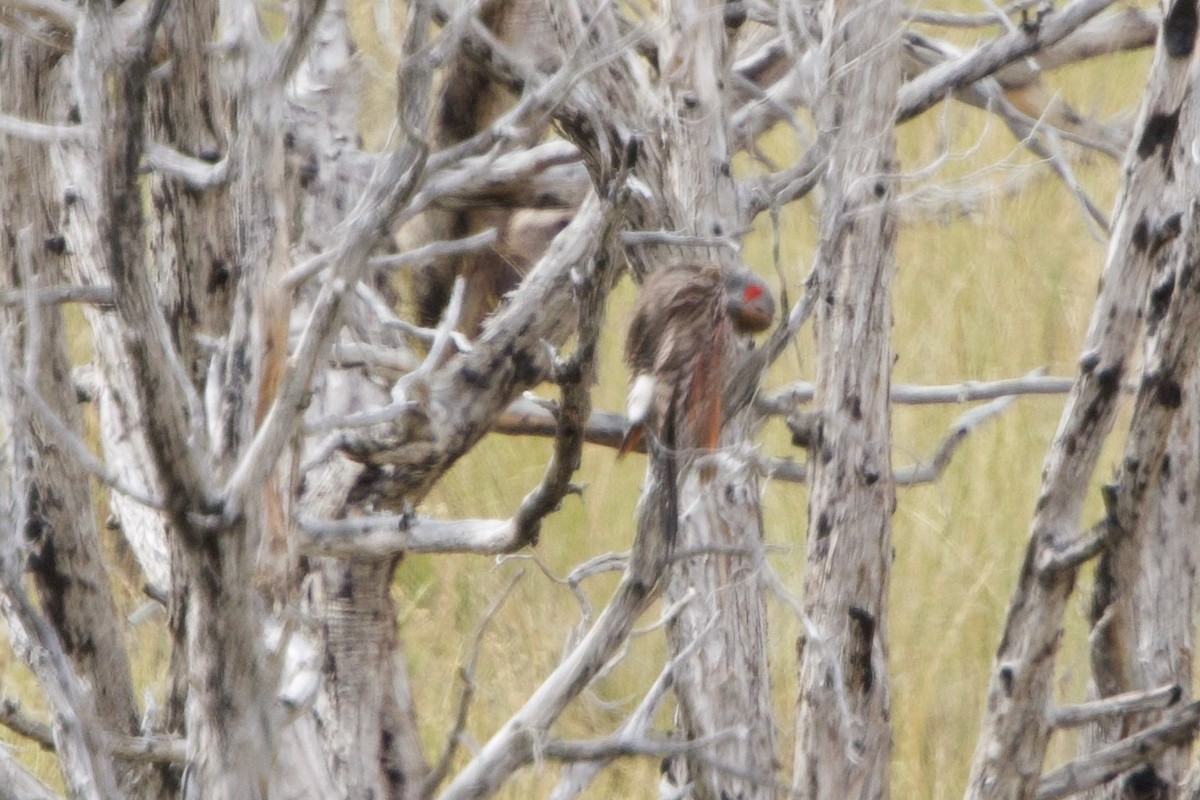 Northern Flicker (Red-shafted) - ML620653640