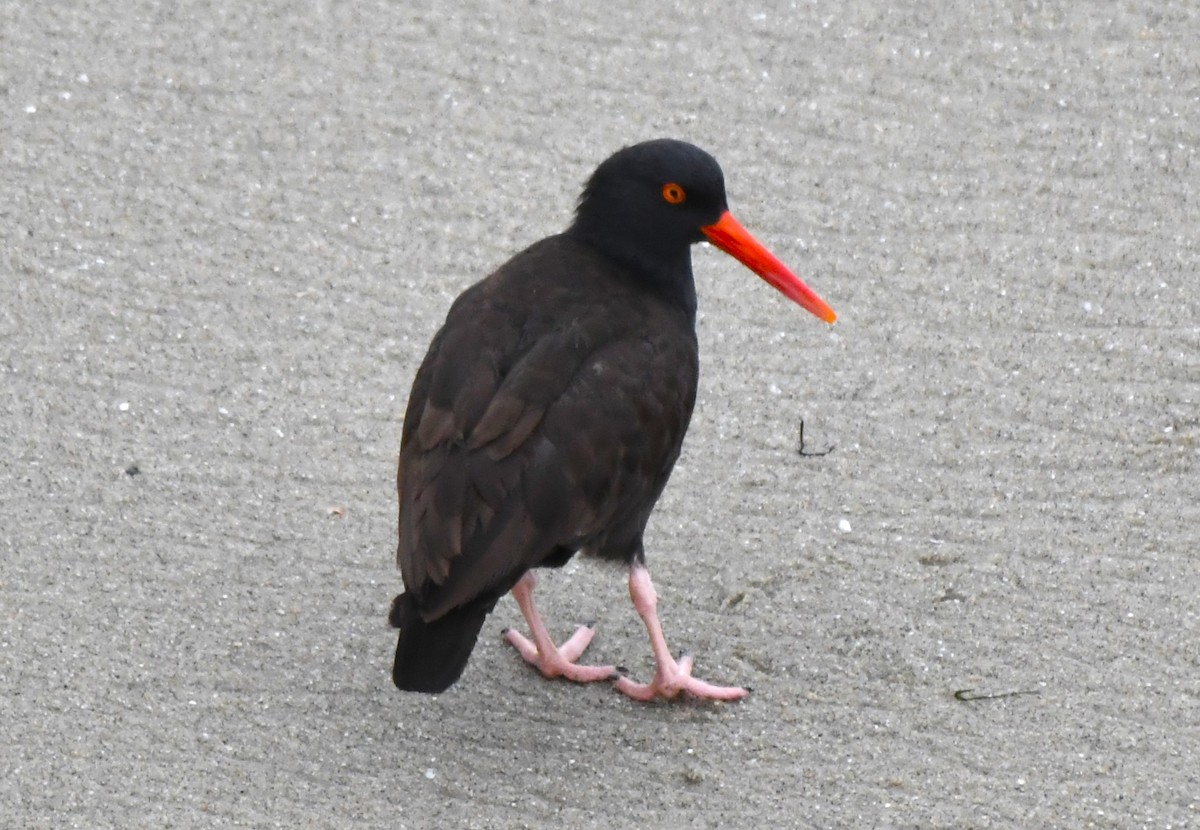 Black Oystercatcher - ML620653643