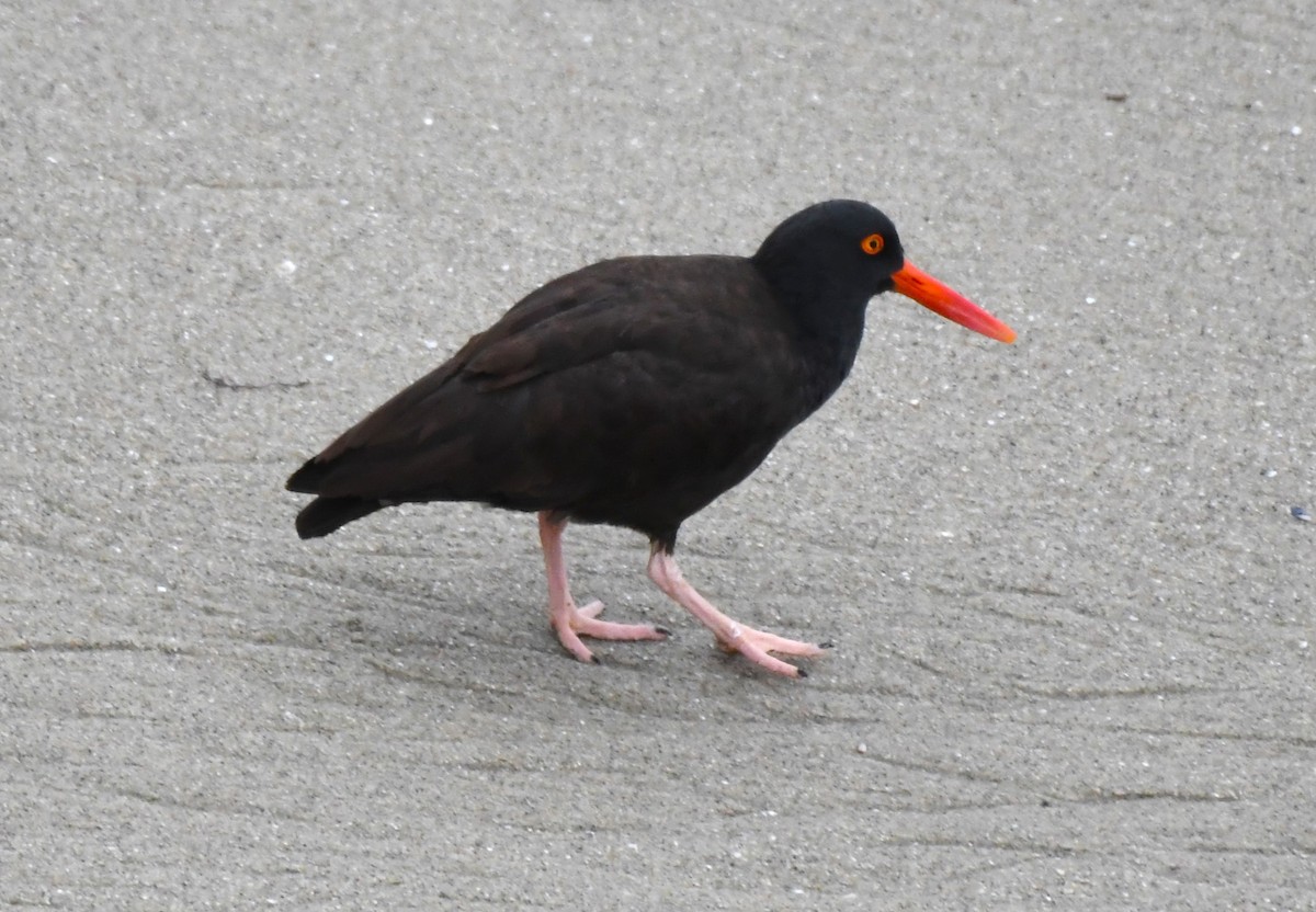 Black Oystercatcher - ML620653644