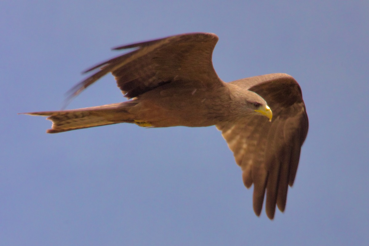 Black Kite - ML620653651