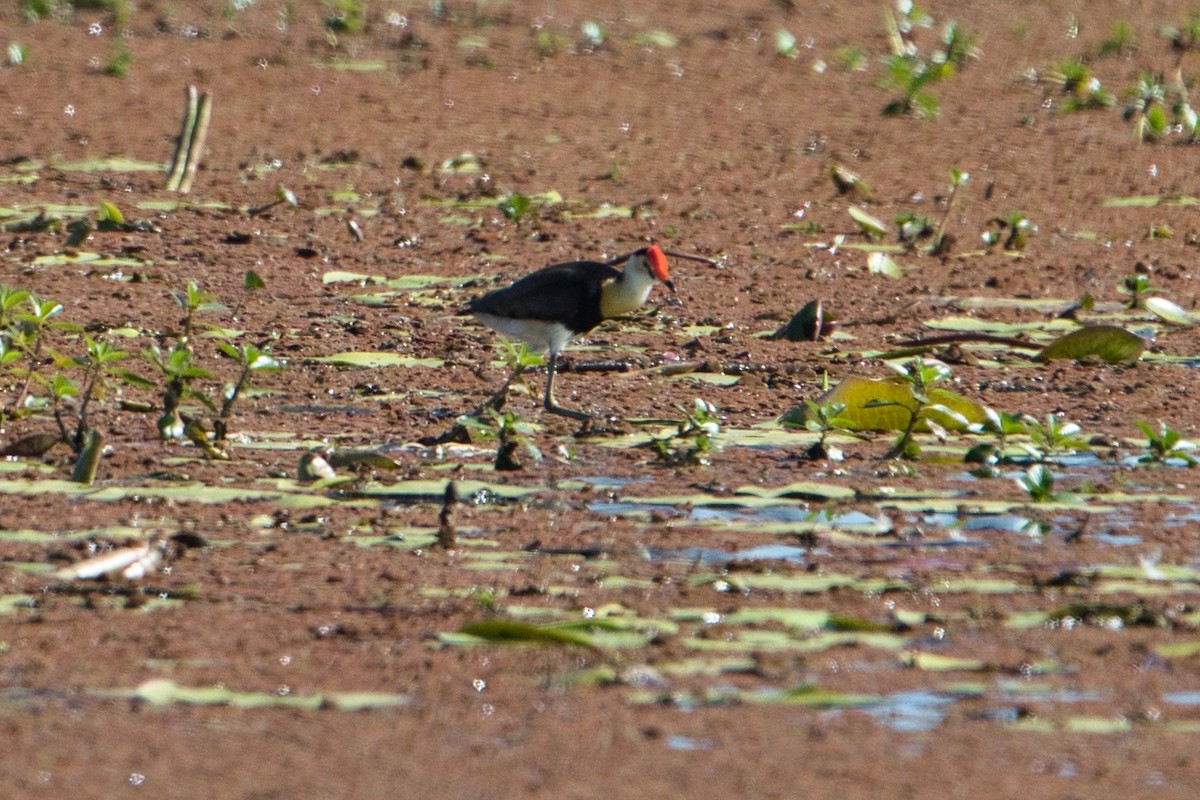 Jacana à crête - ML620653652