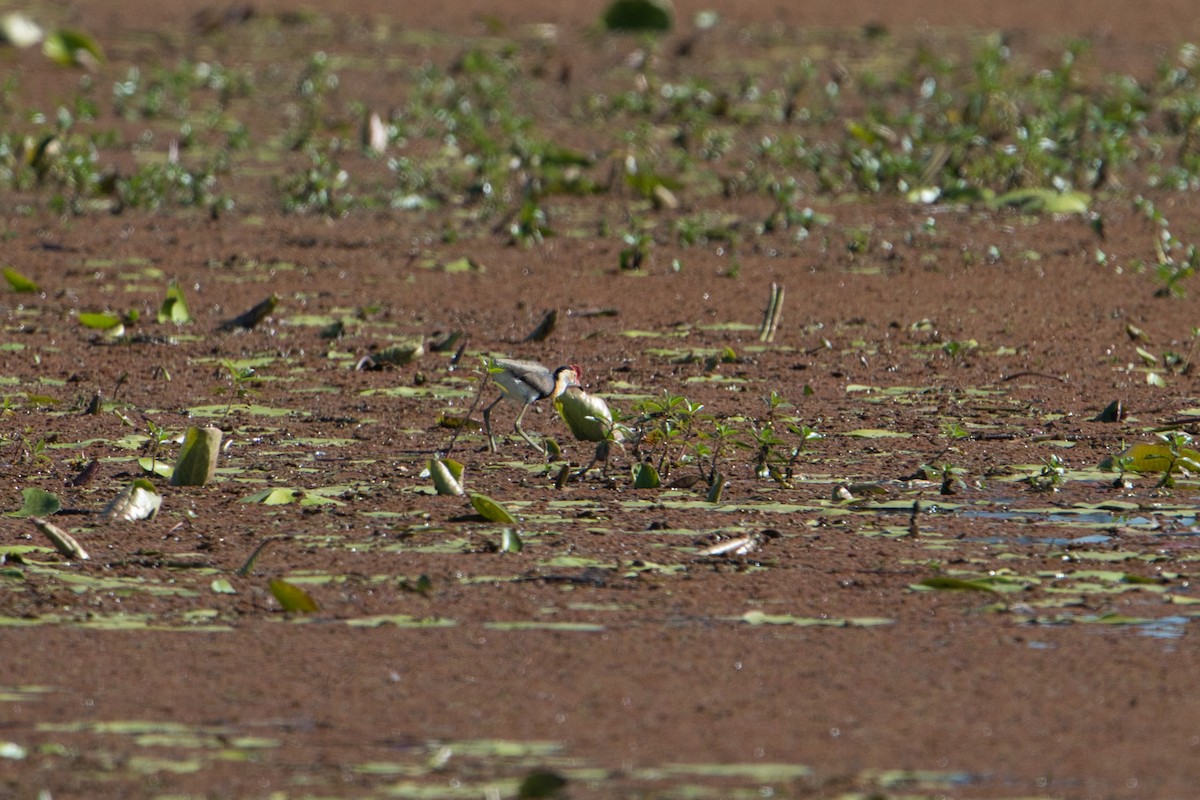 Comb-crested Jacana - ML620653653