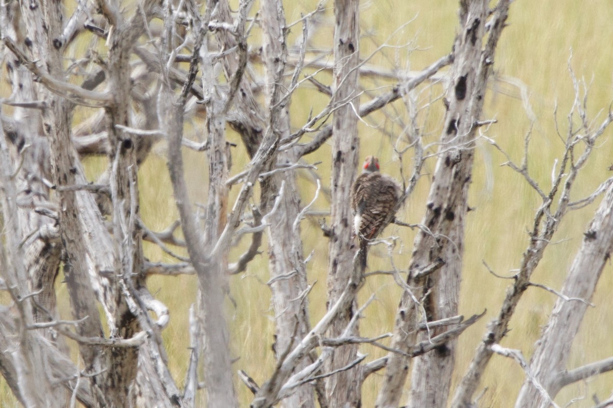 Northern Flicker (Red-shafted) - ML620653654