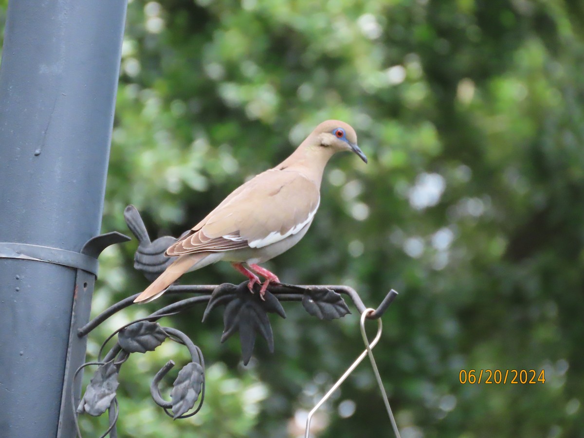 White-winged Dove - ML620653655