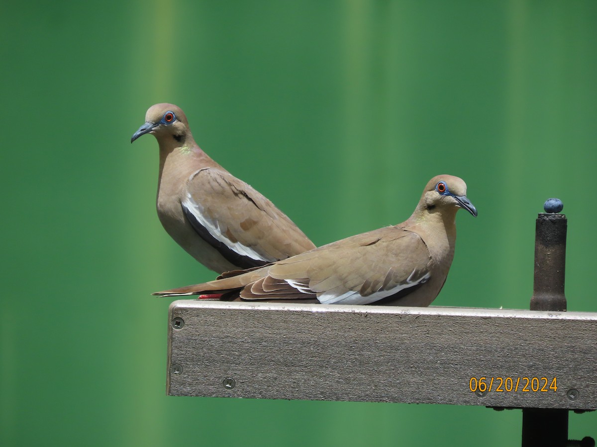 White-winged Dove - ML620653656