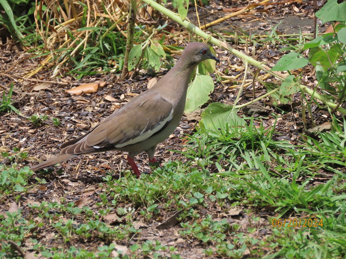 White-winged Dove - ML620653657