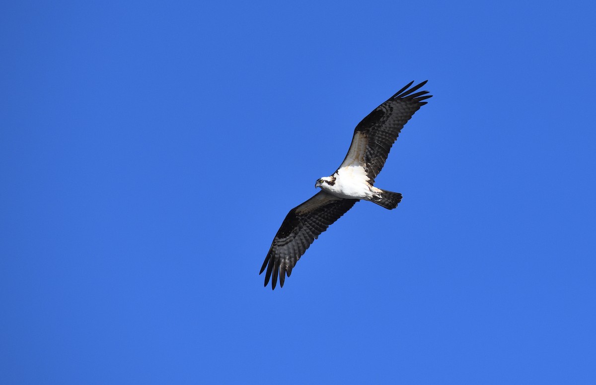 Águila Pescadora - ML620653658