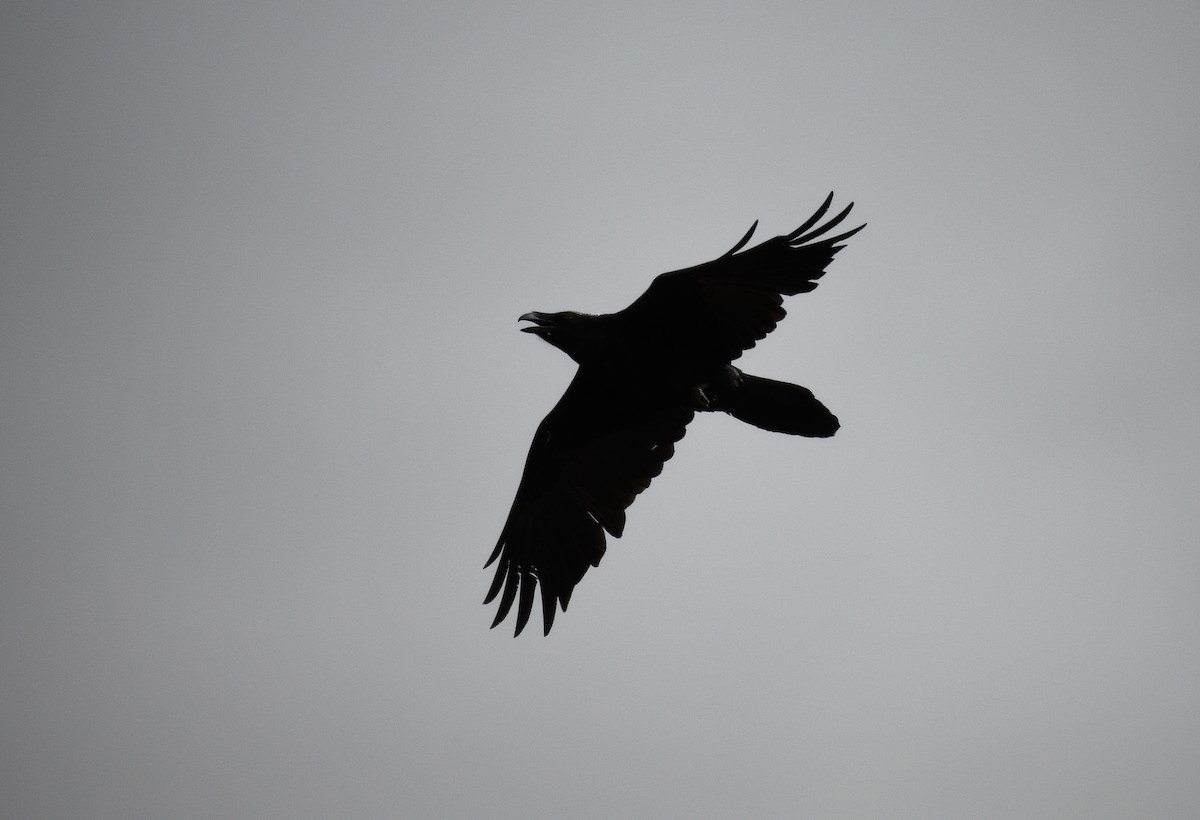 Common Raven - ML620653663