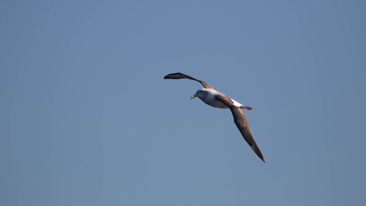 Albatros à cape blanche - ML620653666