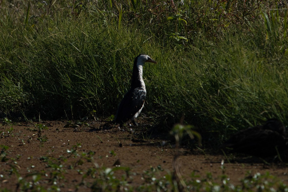 Little Pied Cormorant - ML620653667