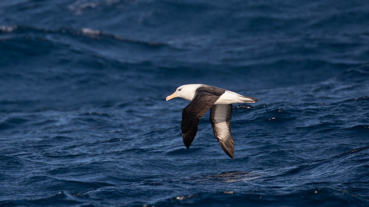 svartbrynalbatross (melanophris) - ML620653669