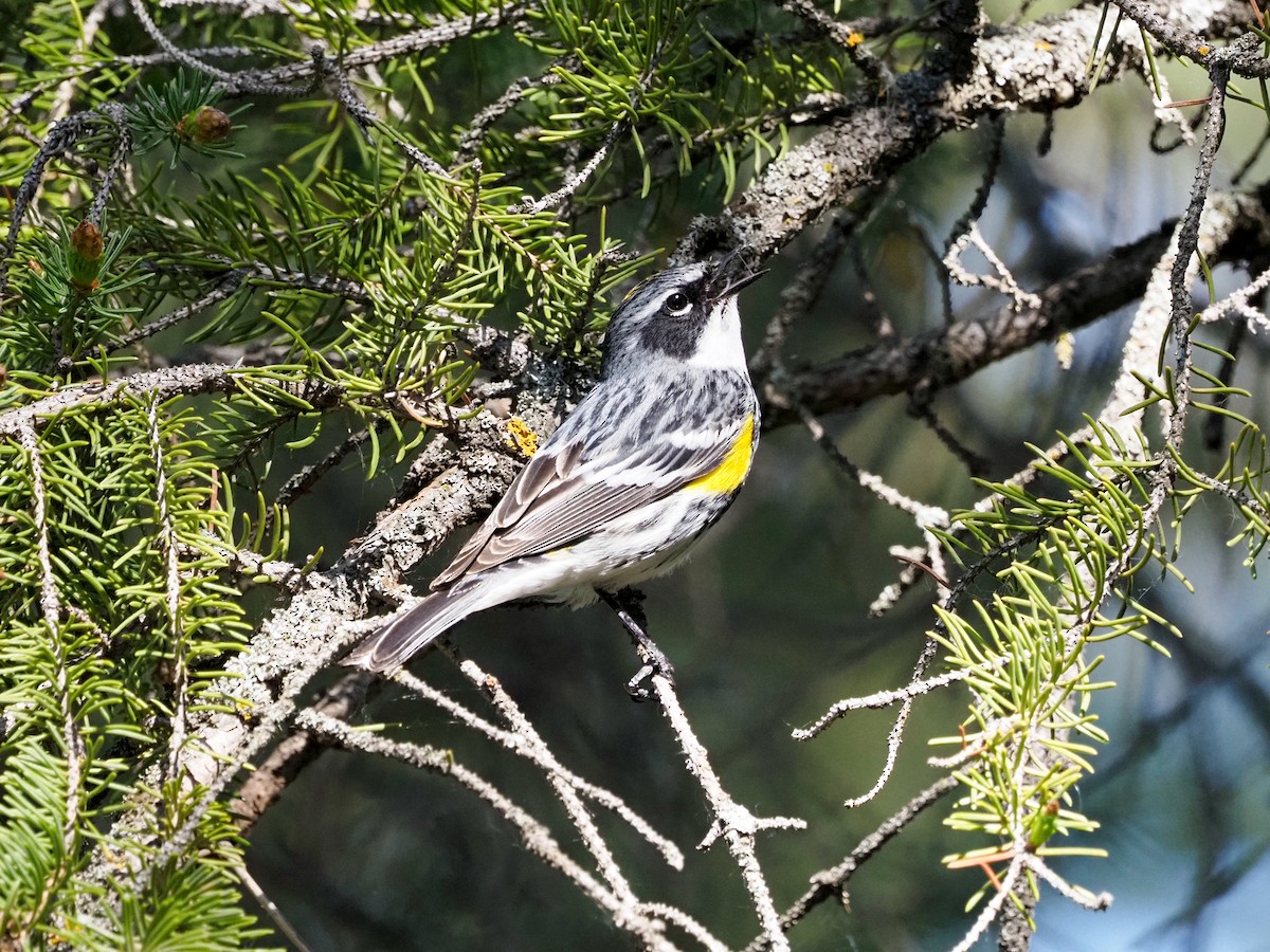 Yellow-rumped Warbler - ML620653675