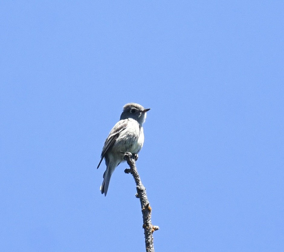 Hammond's Flycatcher - ML620653676