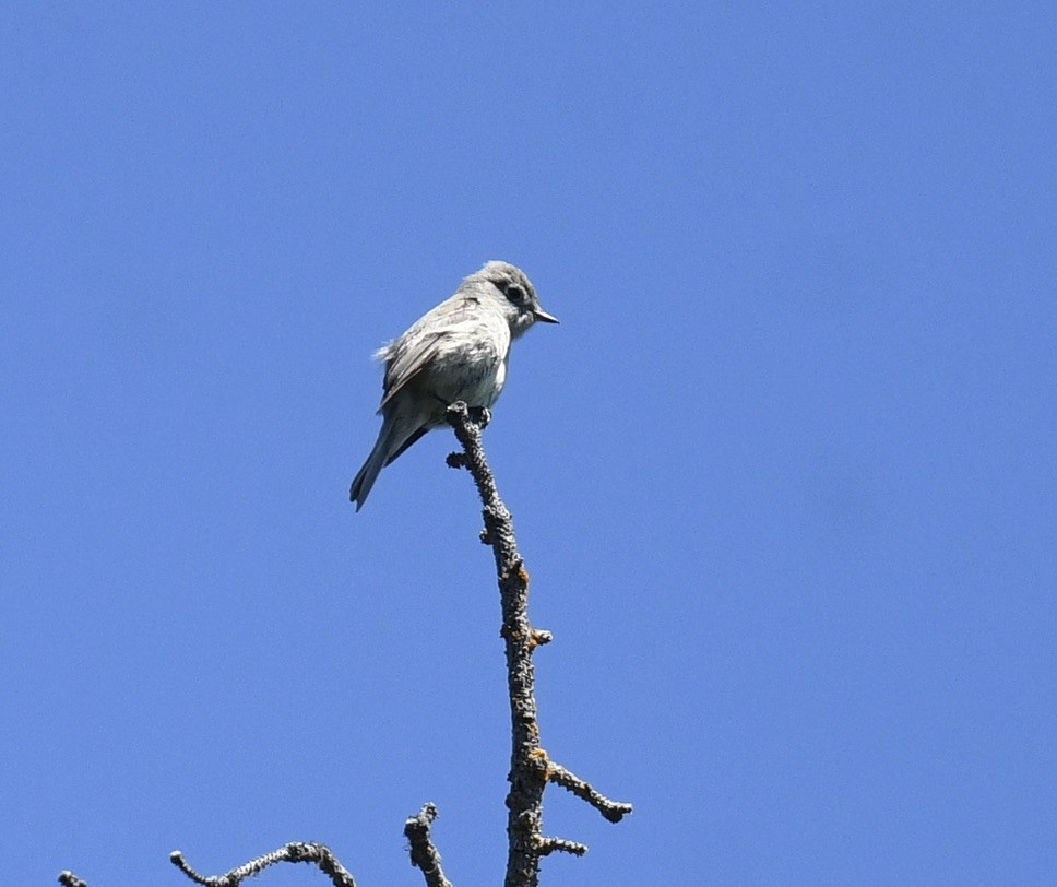 Hammond's Flycatcher - ML620653677