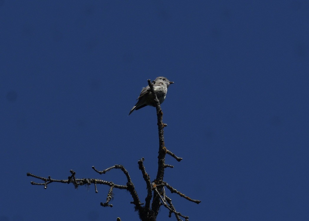 Hammond's Flycatcher - ML620653679